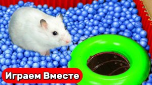 Умный Хомяк выбирается из ЛАБИРИНТА-БАССЕЙНА С ЛОВУШКАМИ И ШАРИКАМИ 🐹 Видео для детей