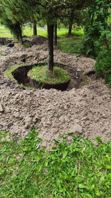 Выкопка мутанта крупномера кедра в питомнике САДиК смотреть онлайн