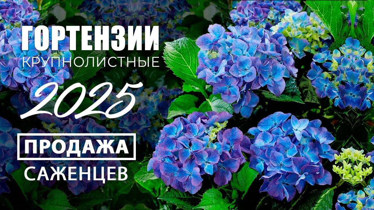 Гортензии 2025. Обзор и продажа саженцев смотреть онлайн