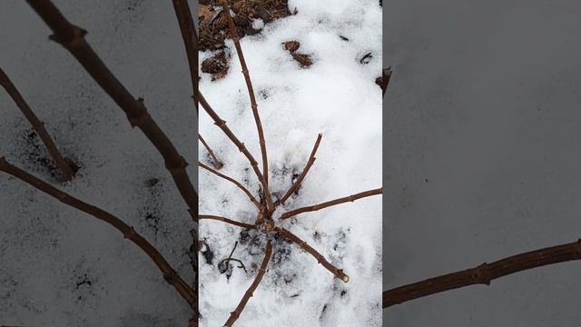 Обрезаю ✂️ метельчатую гортензию сорт Жемчужина фес? смотреть онлайн