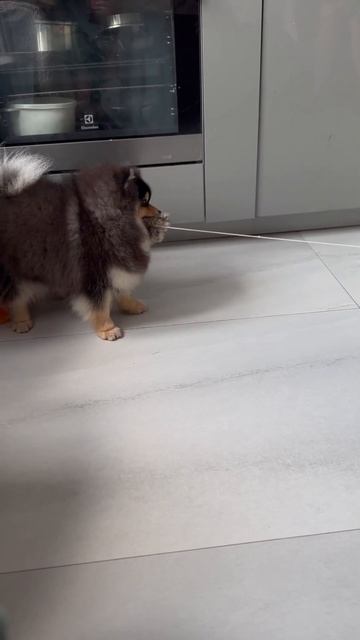 Хаммер-Немецкий Шпиц(Малый) Толстые лапы, море шерсти, щеки хомяка! 🌟Продаётся