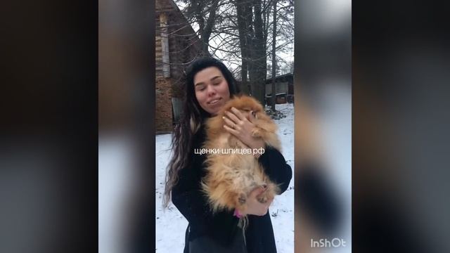 Видео-отзыв от покупательницы. Питомник шпицев