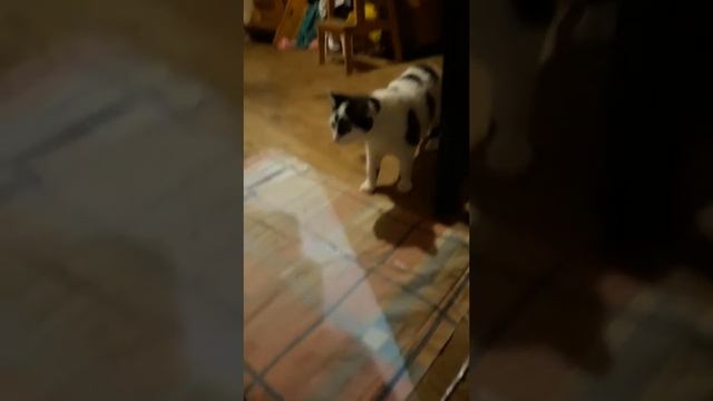 Котик и шарик