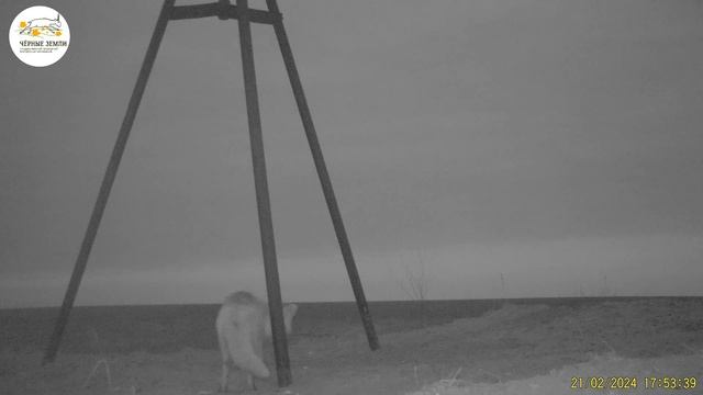 Приоткрывая заповедные двери… Знаки внимания смотреть онлайн