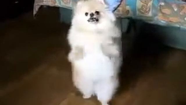Шпиц танцует