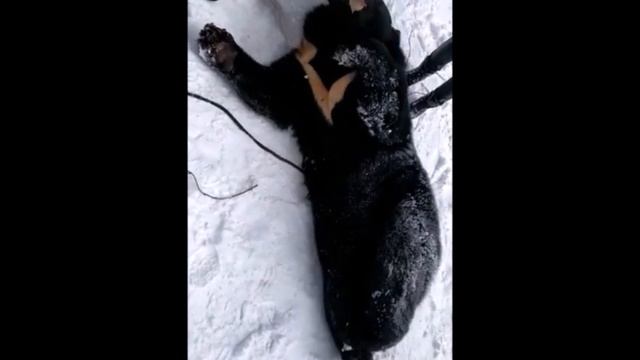 САМЫЙ ДОБРЫЙ МЕДВЕТЬ РОССИИ _ ТОПТЫЖКА НЕ ХОЧЕТ ОТПУСКАТЬ ГОСТЕЙ смотреть онлайн