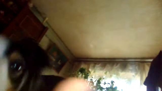 Это моя маленькая собака под имении Дуся мы иногда с ней постоянно играемся а года меня нет апотом смотреть онлайн