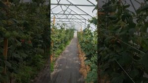 малина маравилла в теплице. 15.10.2024.