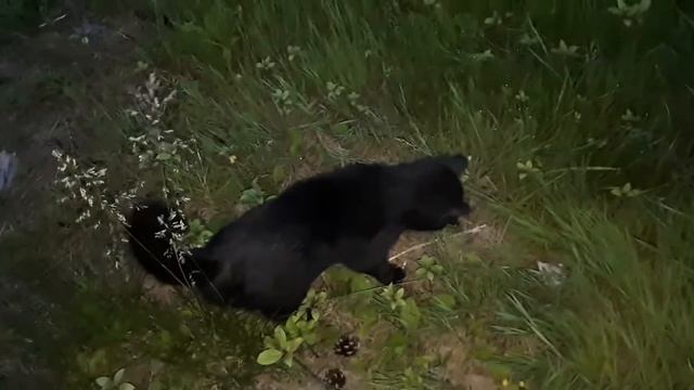 VLOG: наши коты и огород смотреть онлайн