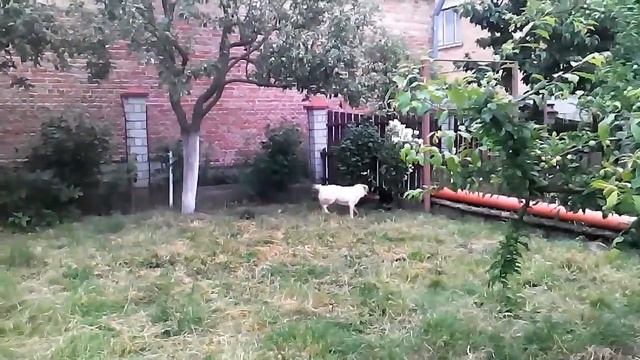 Лабрадор против кроля. Погоня)) смотреть онлайн