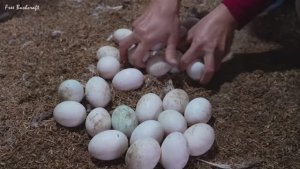 Вьетнамская девушка собирает утиные яица. Продажа на местном рынке