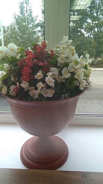 Бегония вечноцветущая #бегония #music #dance #80smusic #flowers #цве?