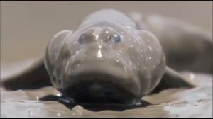 САМЫЕ  НЕОБЫЧНЫЕ  РЫБЫ