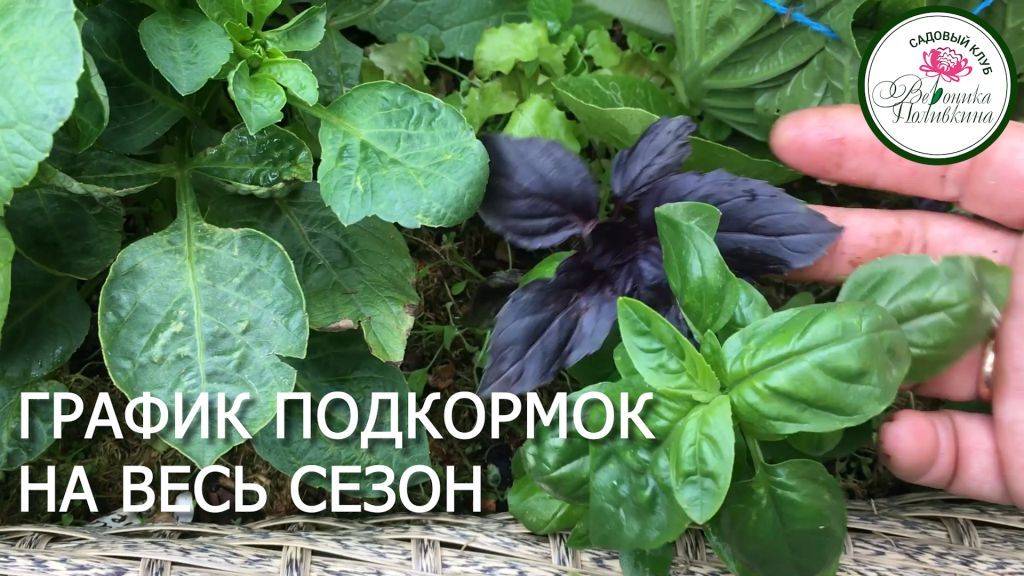 ГРАФИК ПОДКОРМОК НА ВЕСЬ СЕЗОН