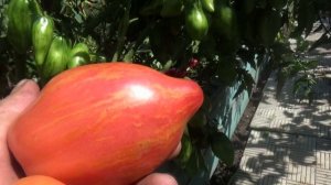 Томатный Гном Леди Мадонна веду в 14 стволов! Вот что получилось! Кусты ломятся от урожая!