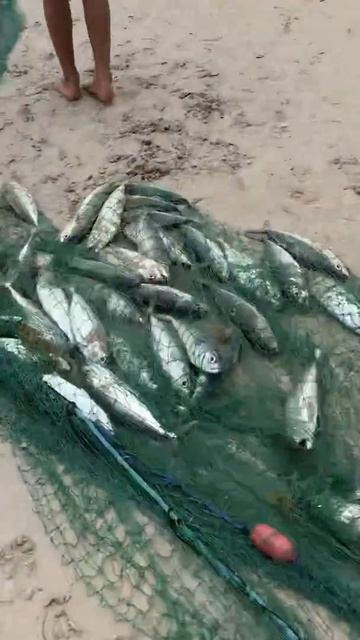 Без визовая страна для Граждан Узбекистана Сейшельские острова смотреть онлайн