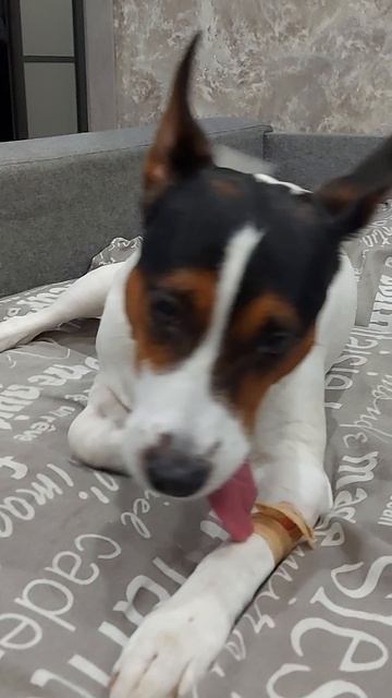 Майкимайк. Майкомка. Майк отходит после наркоза.