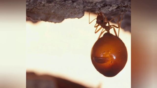 Медовые муравьи.