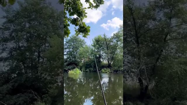 Смотри! Ох и рыбалка! Ч.1- КРАСИВОЕ! Ловим рыбу для котов :) #рыбалка #рыба #рыбалочка смотреть онлайн