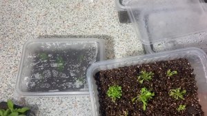 Петуния вегетативная Go! Tunia Cosmic Purple (Космик Перпл). Обзор саженцев 15 мая 2025 г