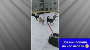 Однажды зимой. Нападение собак