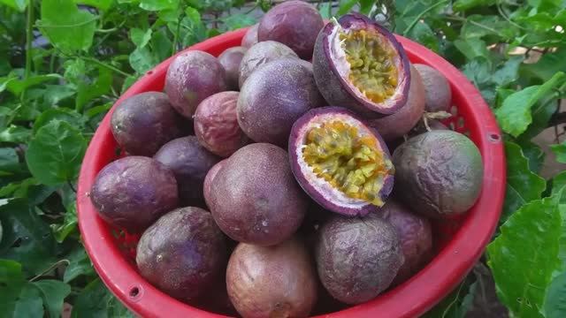 Как вырастить маракуйю в домашних условиях смотреть онлайн