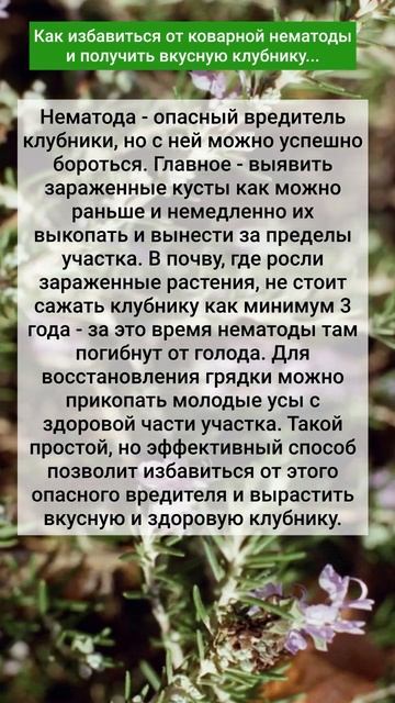 Как избавиться от коварной нематоды и получить вкусну смотреть онлайн