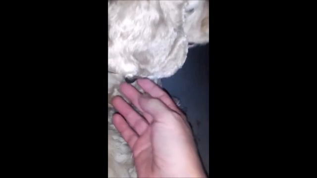 УДАЛЕНИЕ ЗУБОВ СОБАКЕ_ сколько стоит сейчас_ смотреть онлайн