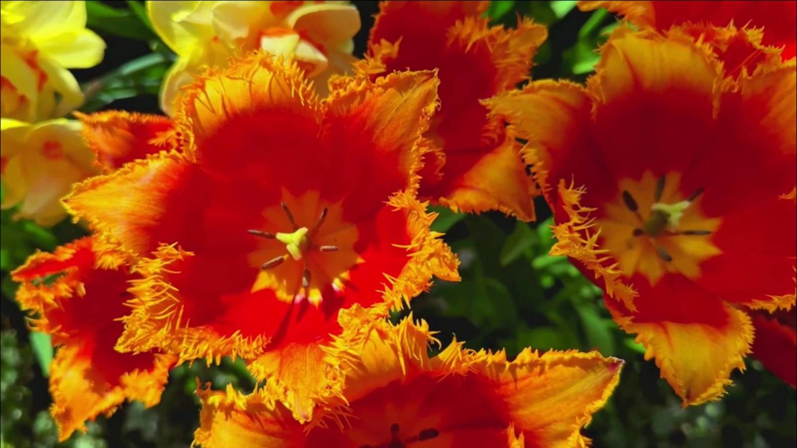 ТЮЛЬПАН… райской весны извечный талисман смотреть онлайн