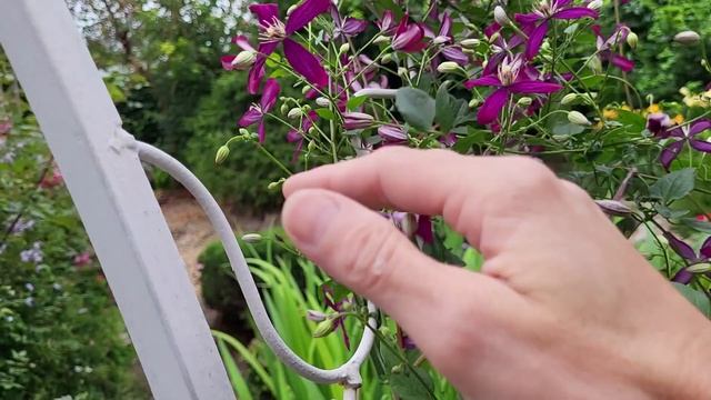 Обзор сада. Клематисы и гортензии. 9 августа. смотреть онлайн