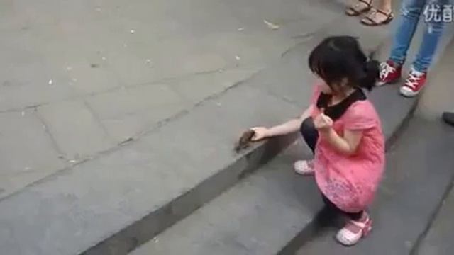 beggar birds funny videos   Этому верить очень трудно!!! 1
