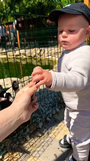 а если за палец😅 #зоопарк #ферма #тайган #птицы #животн смотреть онлайн