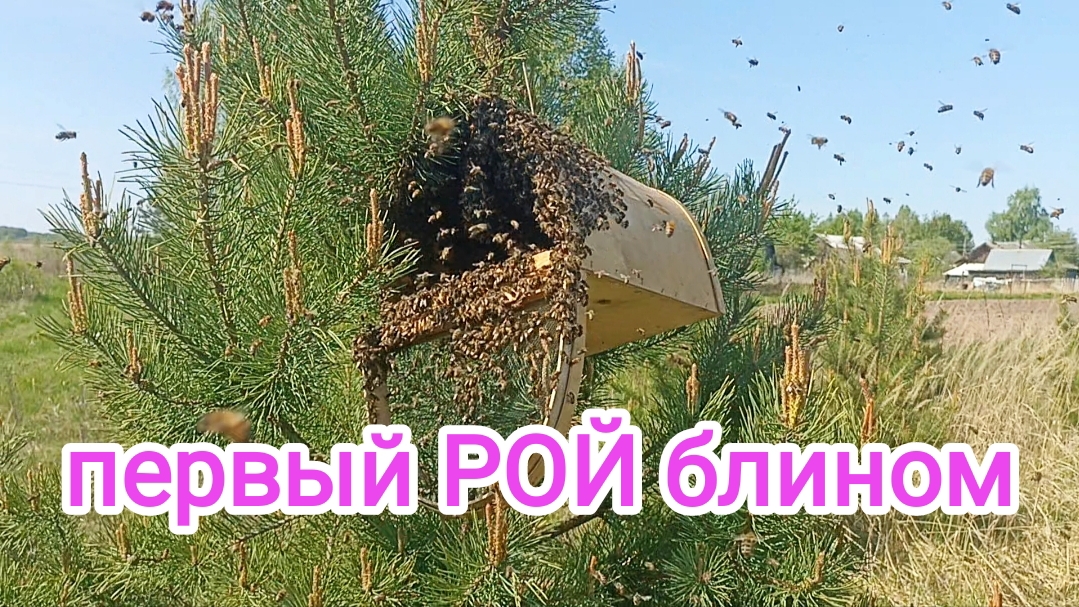 Первый РОЙ пчёл не удался. Пчеловодство! смотреть онлайн