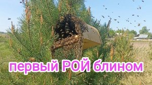 Первый РОЙ пчёл не удался. Пчеловодство!