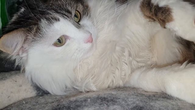 ОЧЕНЬ ЗЛАЯ КОШКА 😲 #Shorts #ЗлаяКошка #злюка #Cat #Cats #ОченьЗлаяКошка #Шоу #Мяу #Мунченция #Киска смотреть онлайн