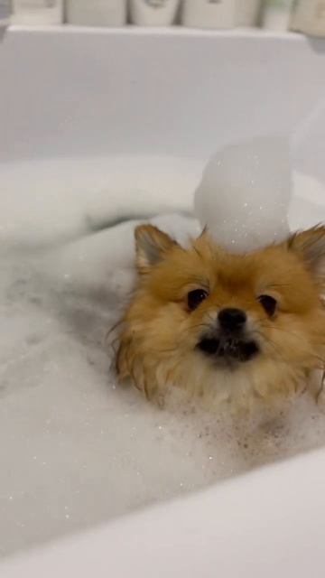 🐶💦 #рекомендации смотреть онлайн