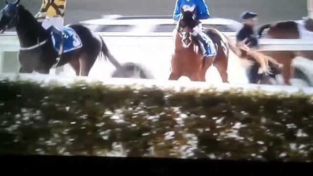 Скачки в Майдане(((Комикас побеждает)))Смотреть Всем