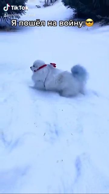 Шпиц Полли в снегу 🤣