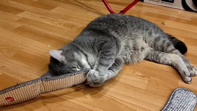 Барсик и новые стельки🤣 смотреть онлайн