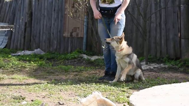 Балькис Дазлинг Бьюти 4 мес