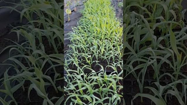 Солодка кукурудза перед висадкою в грунт#кукурудза#ск