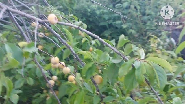 303.У насГРИБЫ в Сибири... Что с садом!? смотреть онлайн