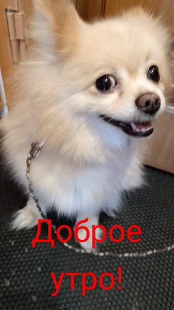 Доброе утро!#ярославль #shorts
