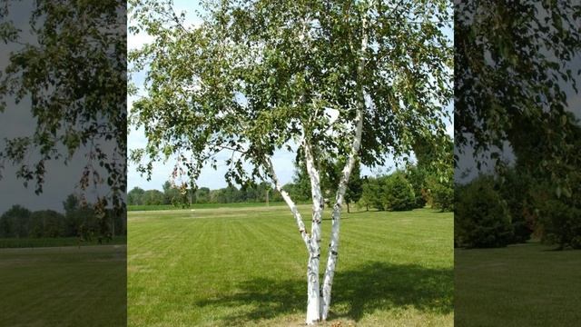 Снег растает смотреть онлайн