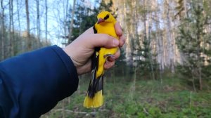 Ловля иволги & чечевицы