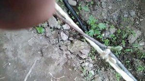 Формирование будущего куста винограда в теплице