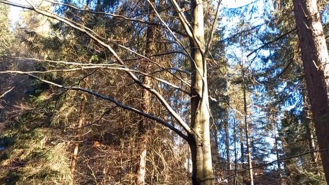 Ласкава Діва слухняна   в своєму колі , хоче скакати як білка на волі.