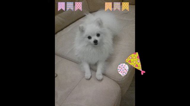 День рождения у шпица мы лнозвали Боня