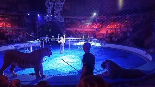 Дрессированные тигры под руководством Карины и Артура Багдасаровых.