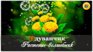 💮 Одуванчик: растение-волшебник| Познавательное видео для детей
